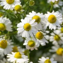 Rausch Entwirr-Spray mit Schweizer Kräutern