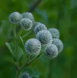 Rausch Original Haartinktur