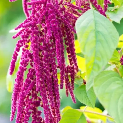 Rausch Repair-Shampoo mit Kamille und Amaranth