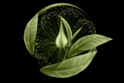 Xtreme Lashes Amplifeye Advanced Lash & Brow Fort